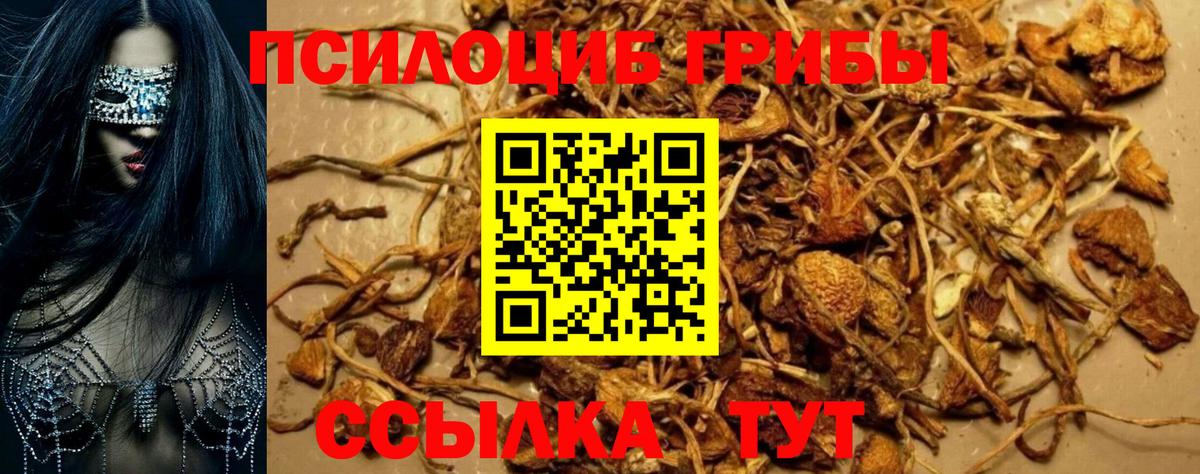 закладка  Псилоцибиновые грибы ЛСД  Вход с VPN  Псилоцибиновые грибы мицелий  Камышлов 